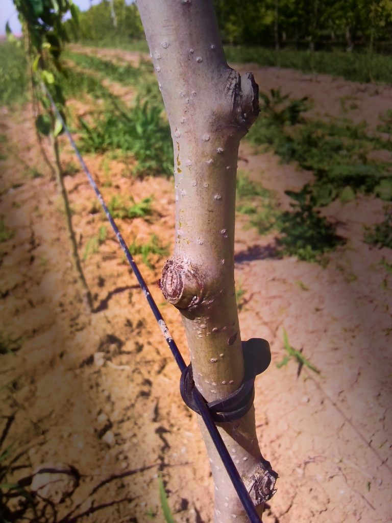Frutal en espaldera fijado con monofilamento AGROPET