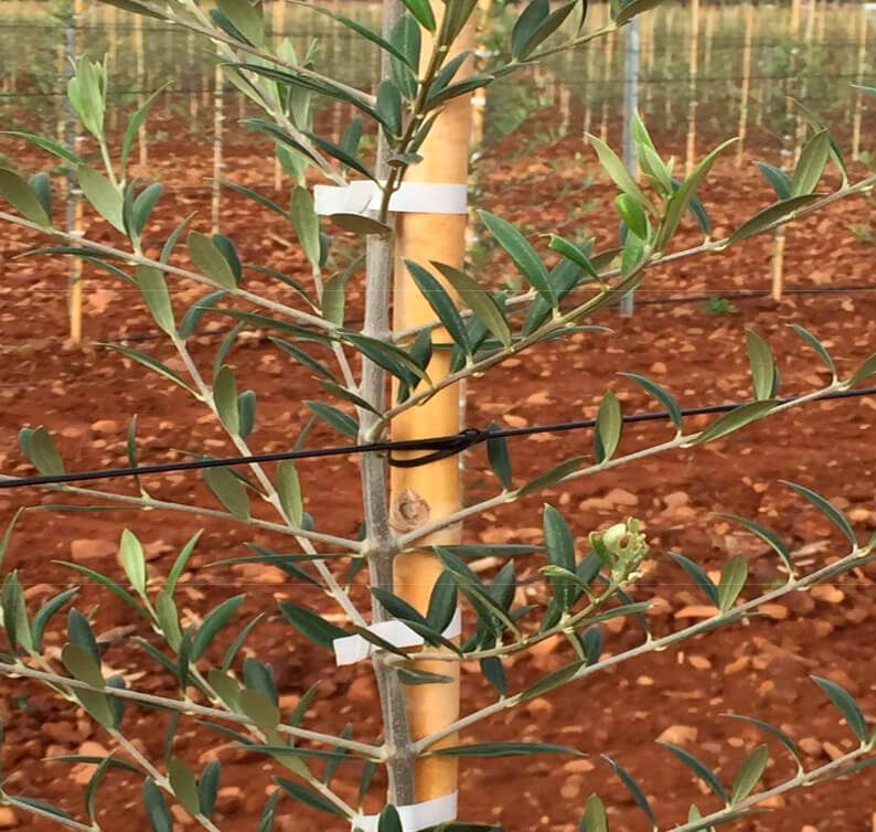 Olivar intensivo guiado con cable de poliéster AGROPET