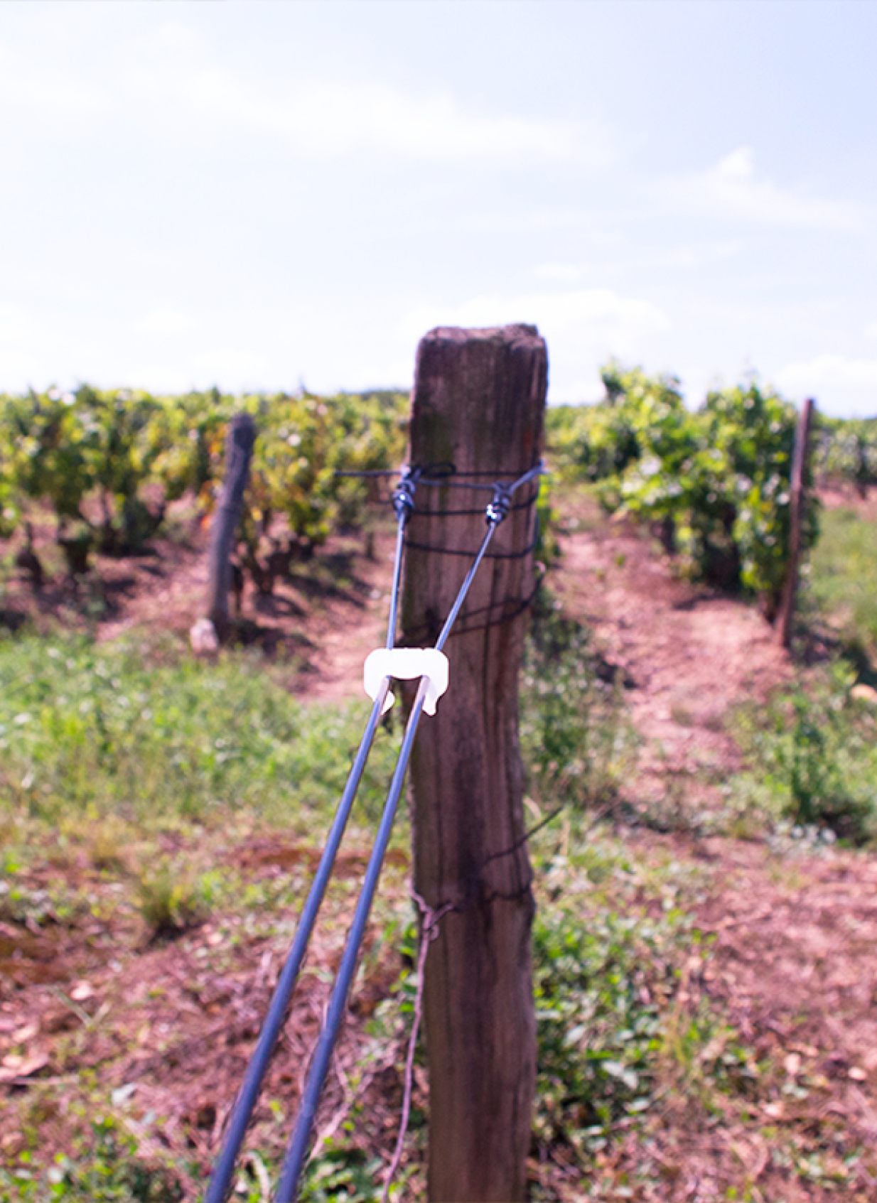 Espaldera de viñedo con cable AGROPET