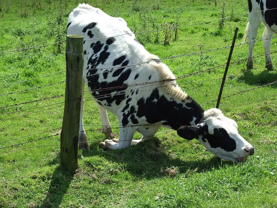 Cercado agrícola con hilo de poliéster AGROPET