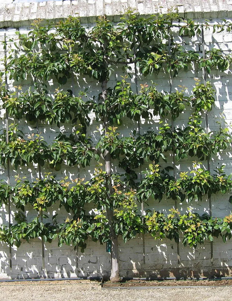 Frutal en palmeta con líneas de poliéster AGROPET