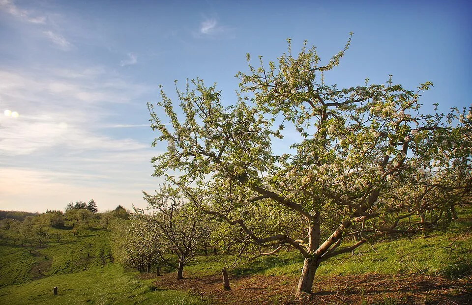 Frutal en espaldera guiado con cable de poliéster AGROPET