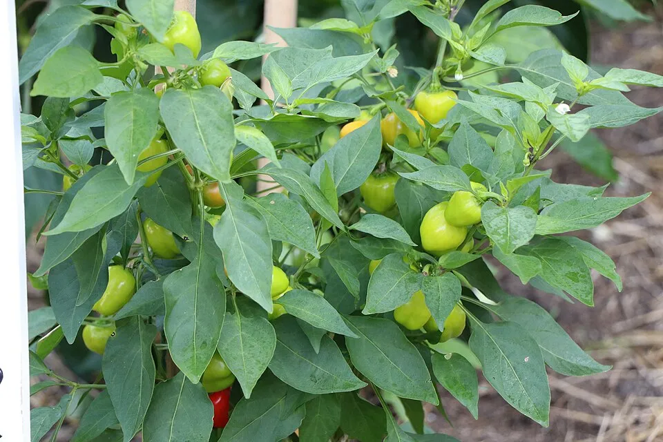 Cultivo hortícola entutorado con monofilamento de poliéster AGROPET
