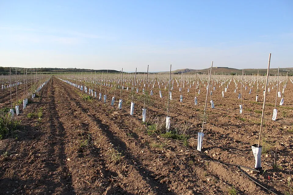 Olivar superintensivo en seto con cable de poliéster AGROPET