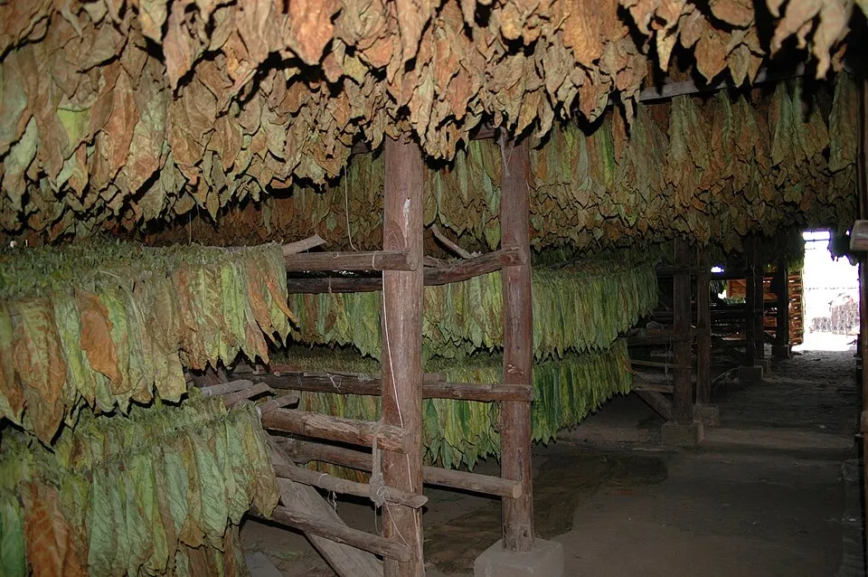 Secadero de tabaco con líneas de poliéster AGROPET