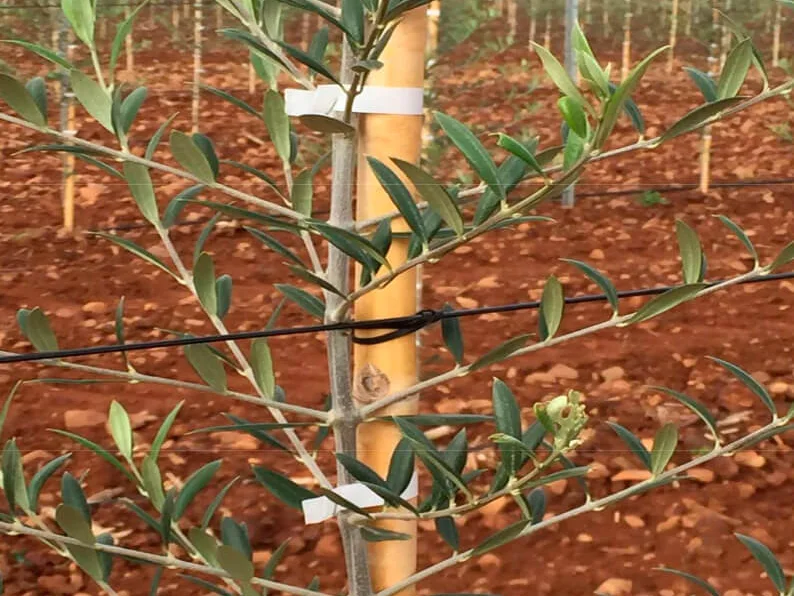 Viña joven guiada con cable de poliéster AGROPET en espaldera