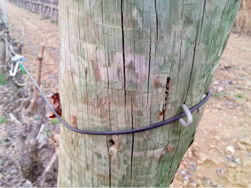Cable de poliéster AGROPET tensado entre postes, como cable de viento para mástiles